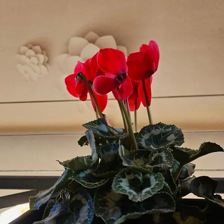 公寓 Newly Renovated 地拉那