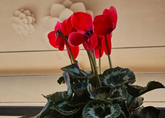 公寓 Newly Renovated 地拉那